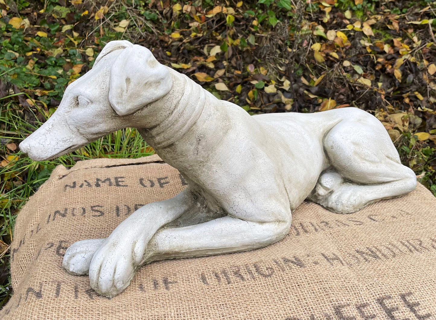Belle Whippet Dog