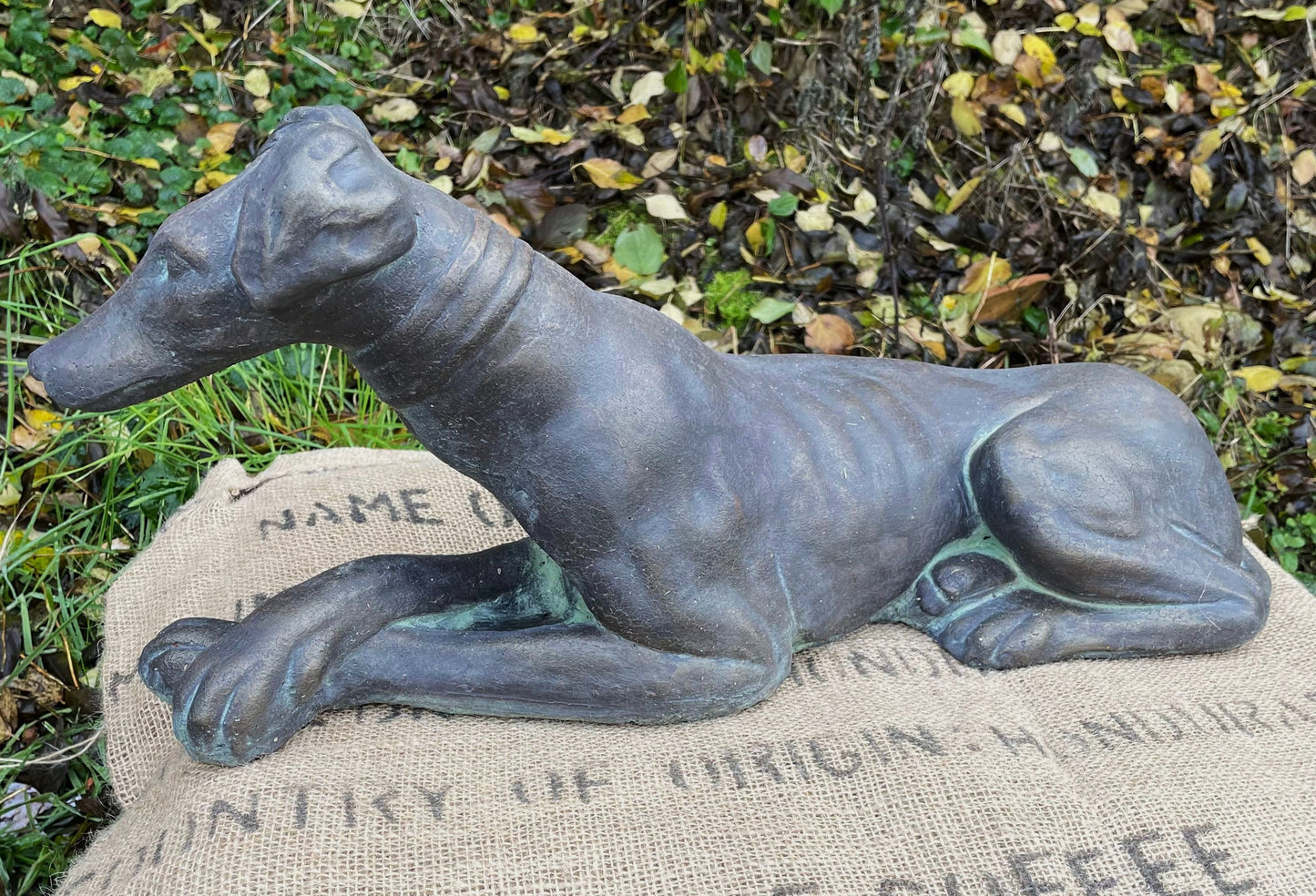 Belle Whippet Dog