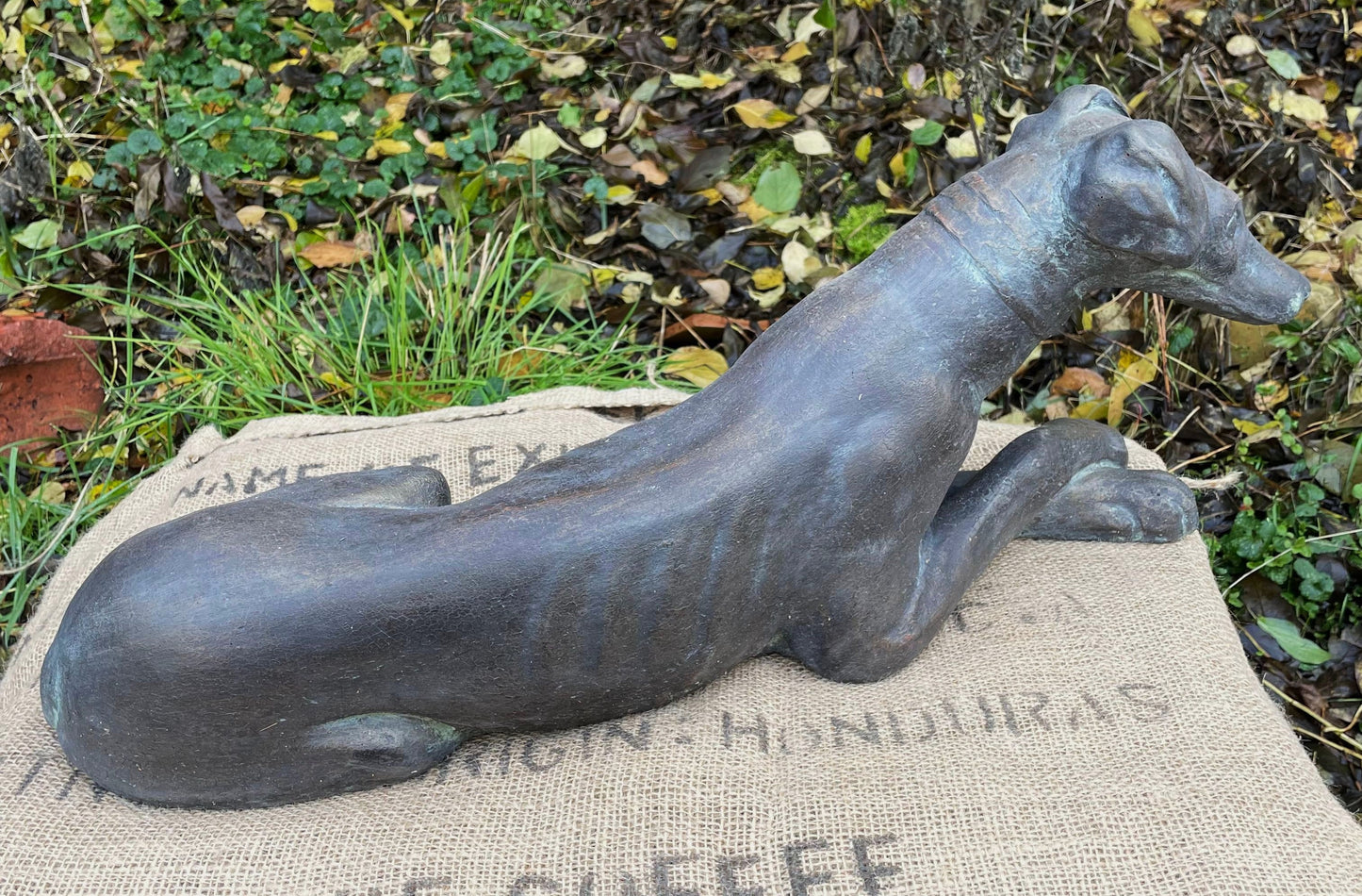 Belle Whippet Dog