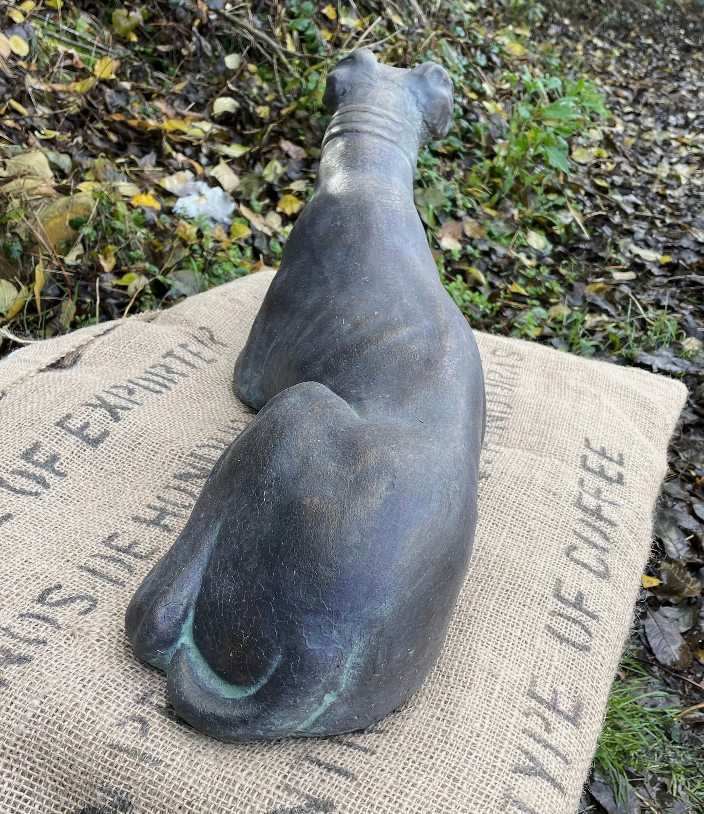 Belle Whippet Dog