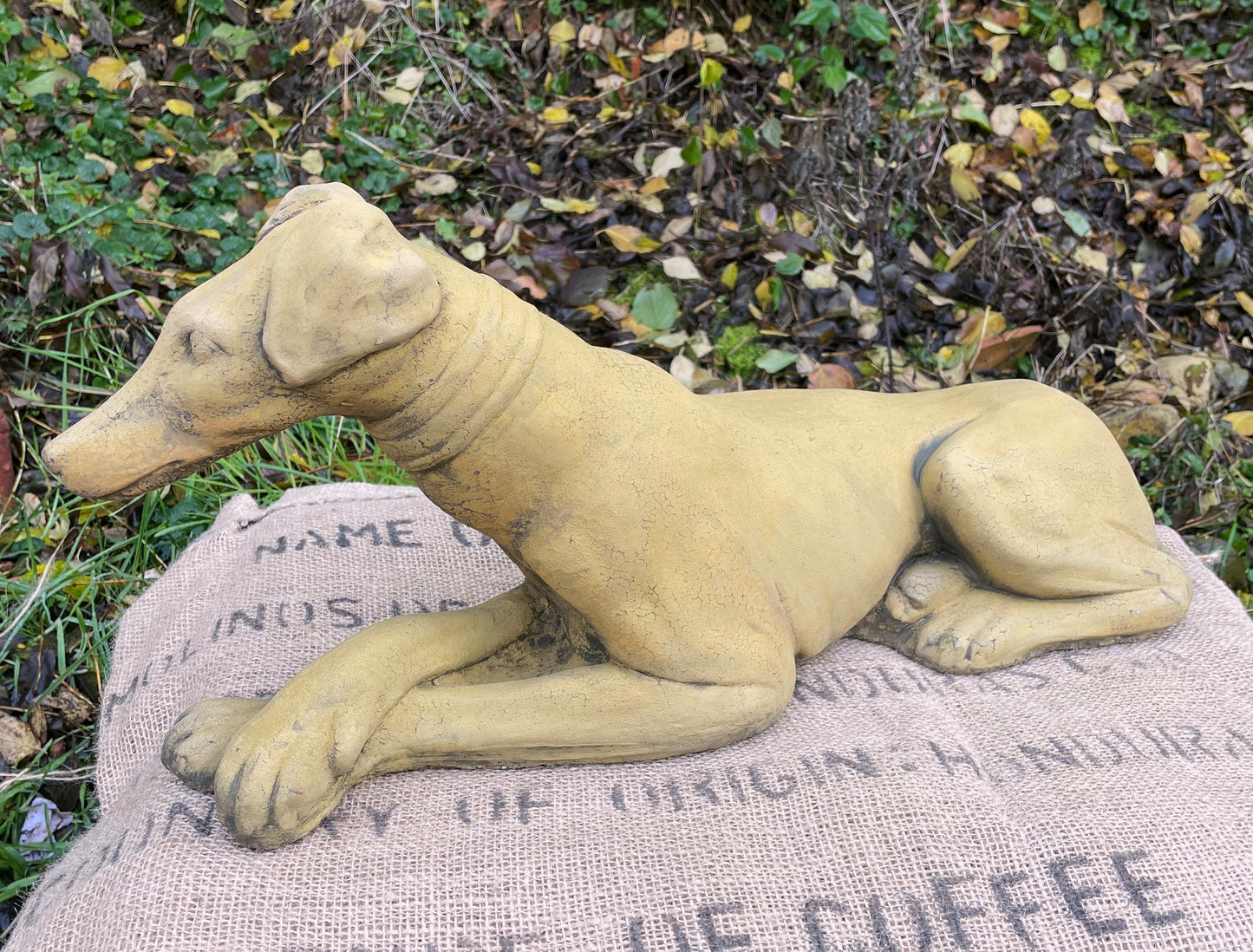 Belle Whippet Dog