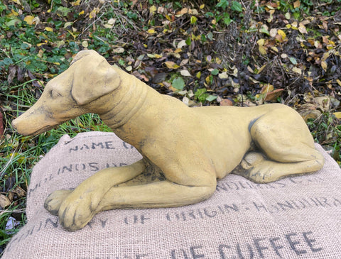 Belle Whippet Dog