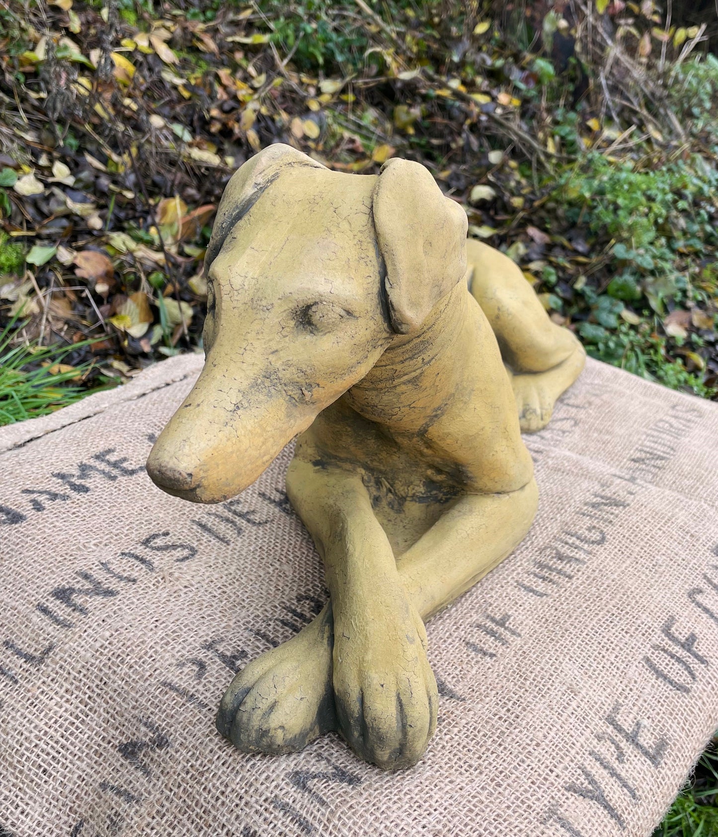 Belle Whippet Dog