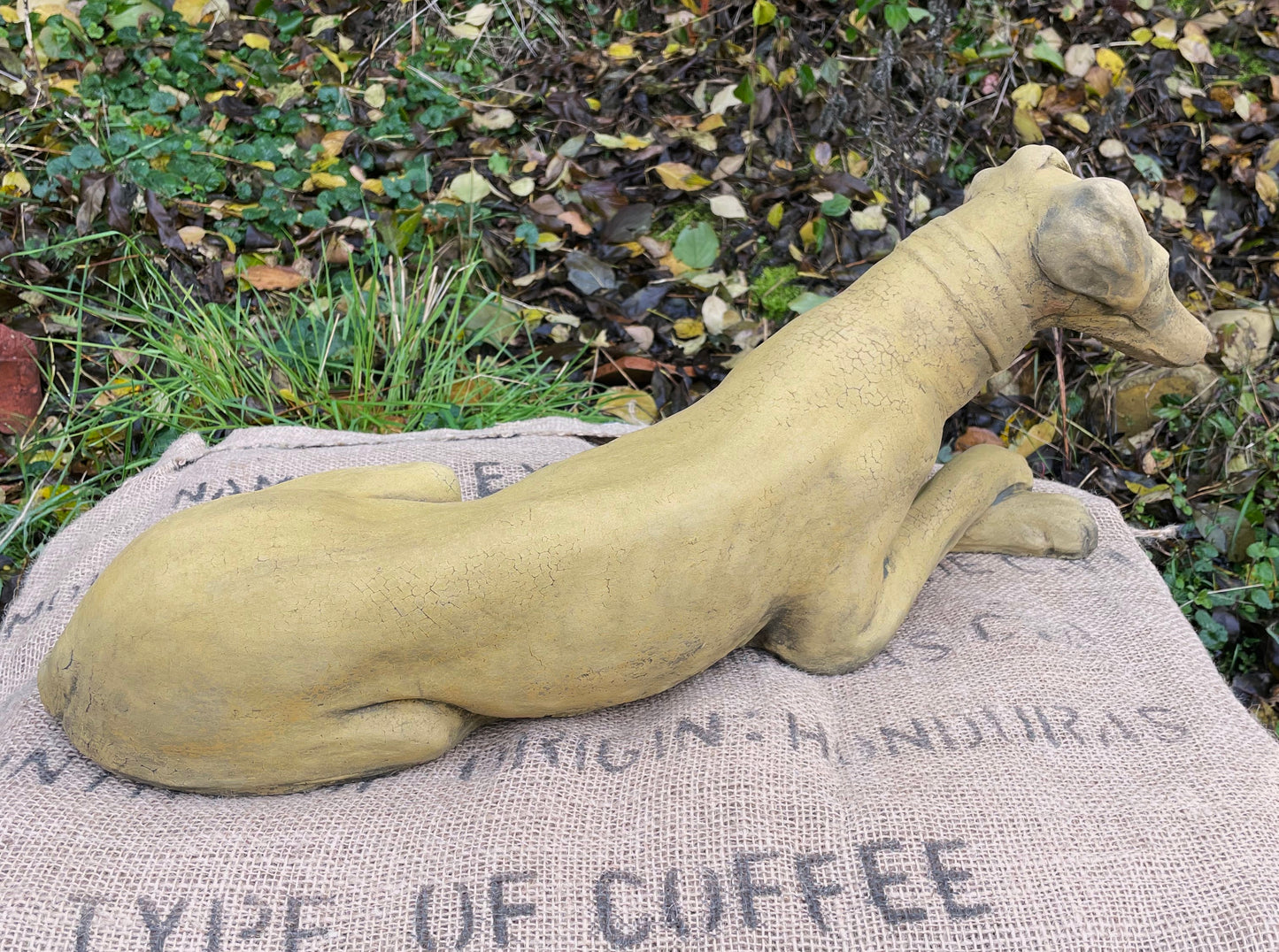 Belle Whippet Dog
