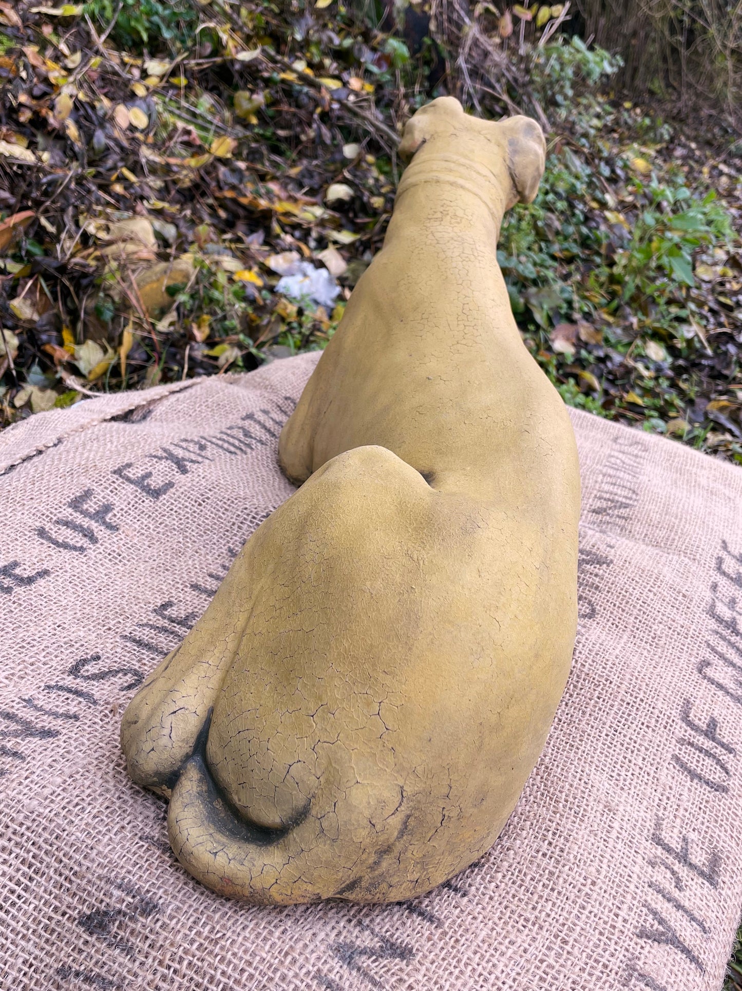 Belle Whippet Dog