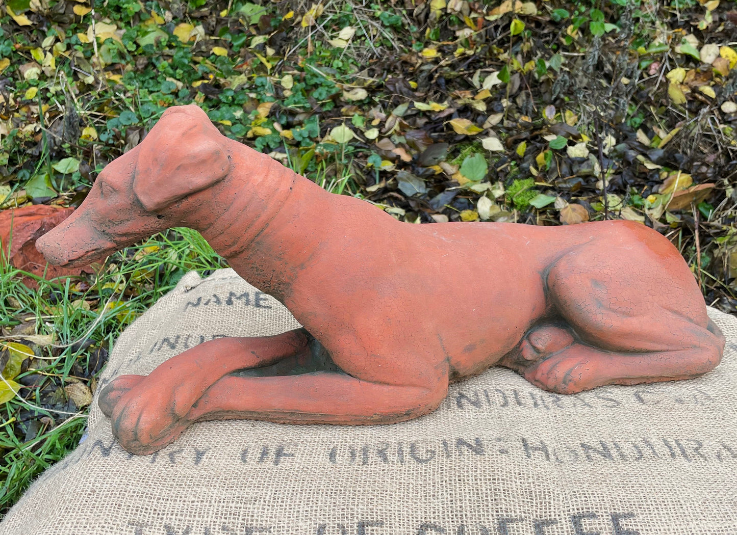 Belle Whippet Dog