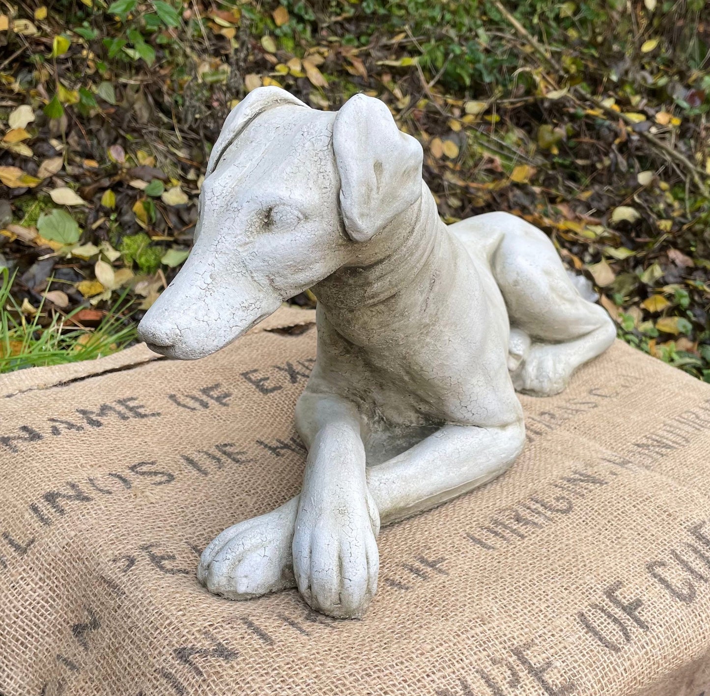 Belle Whippet Dog