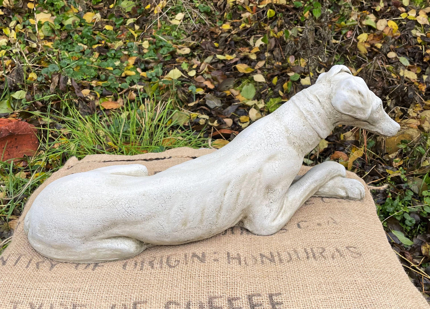 Belle Whippet Dog
