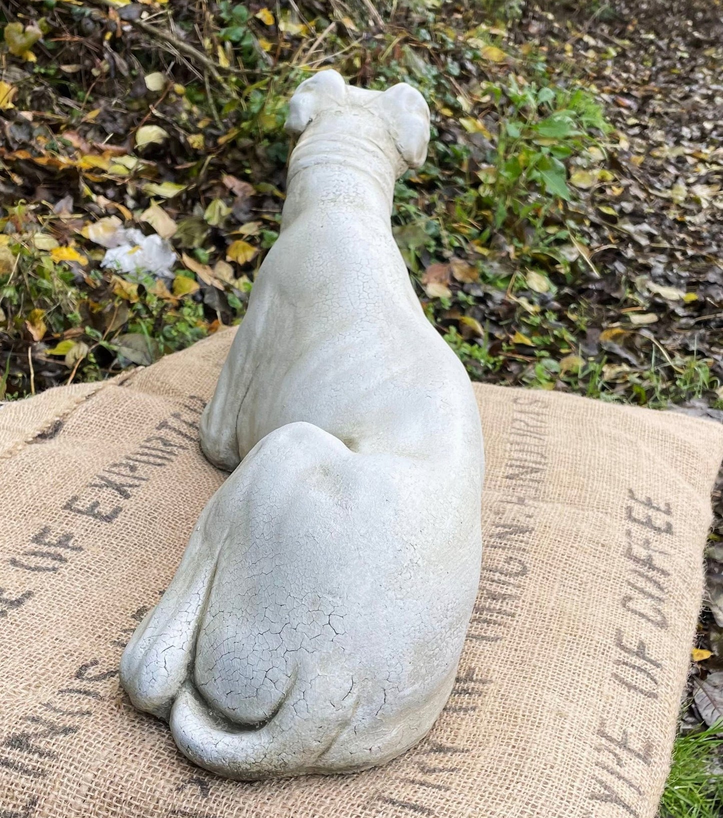 Belle Whippet Dog