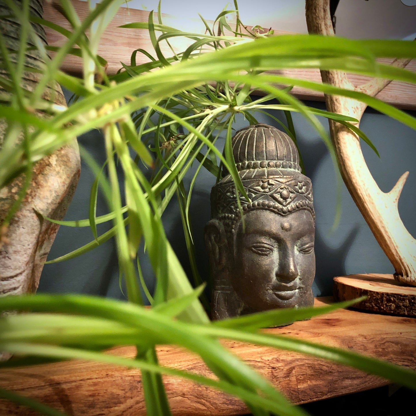 Knowledge Buddha Head