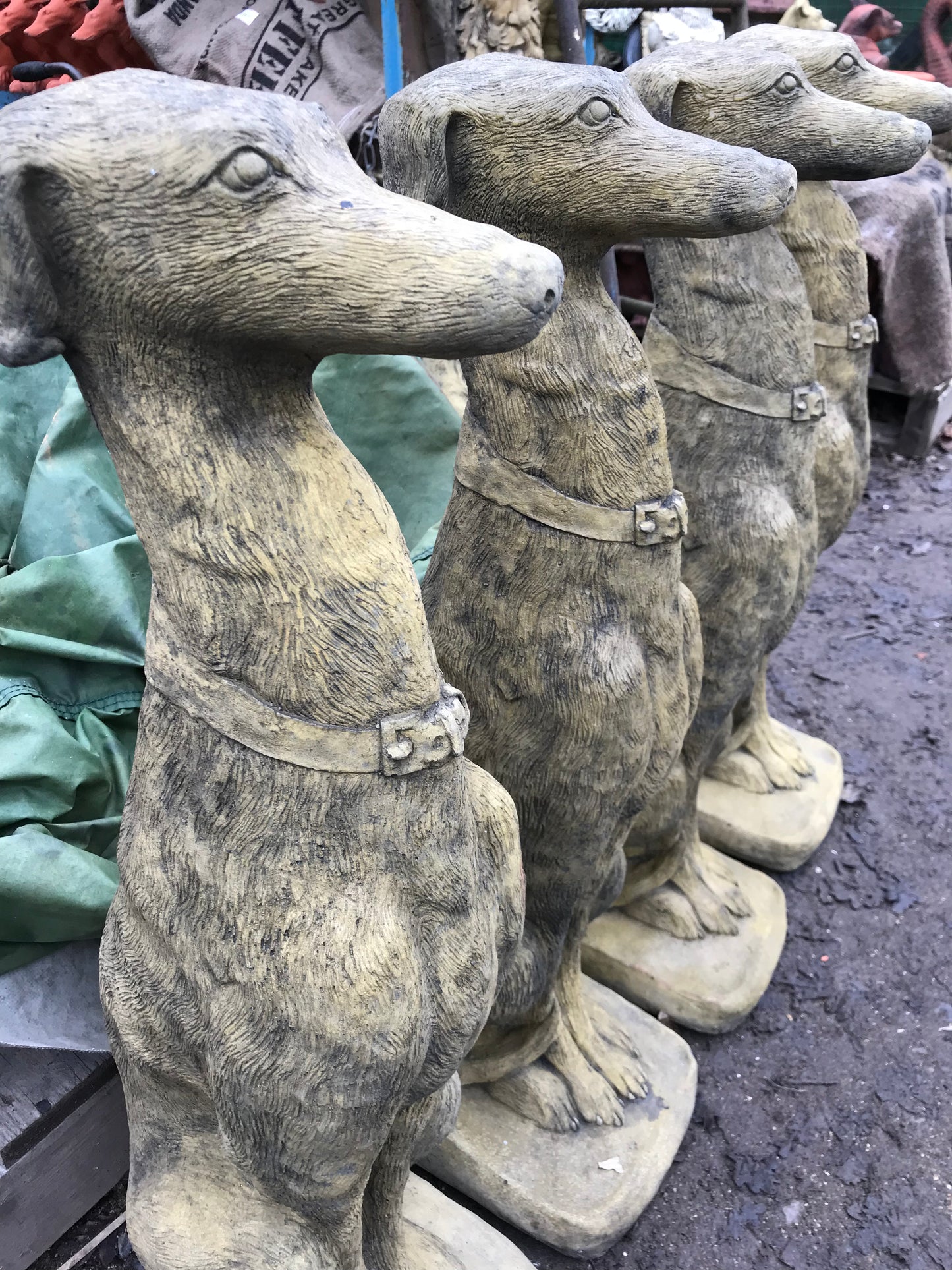 Sheamus Whippet Pair of Dogs