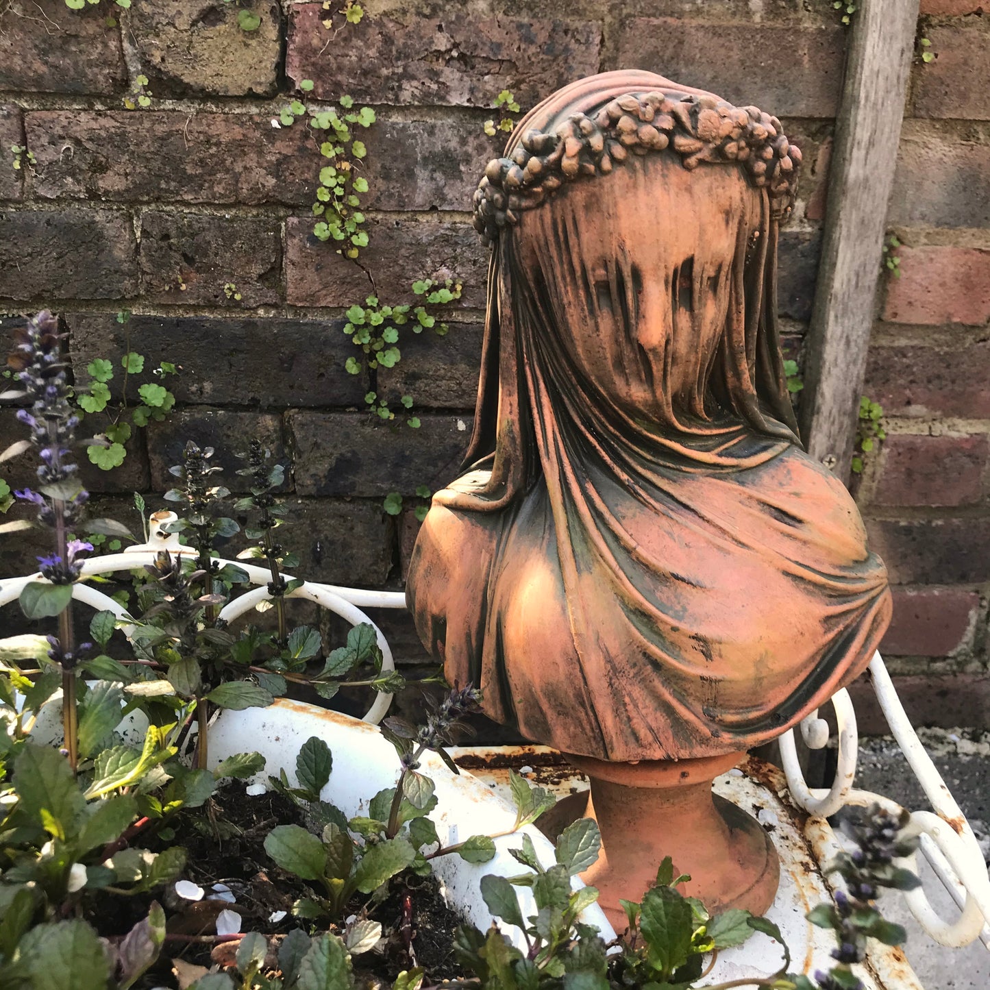 Veiled Lady