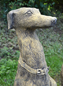 Sheamus Whippet Pair of Dogs