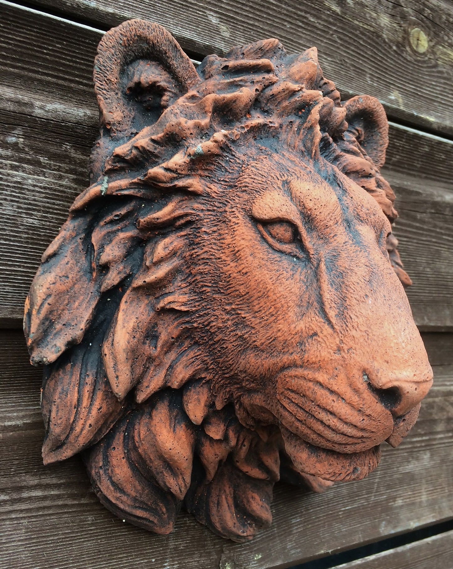 Small Lion Head