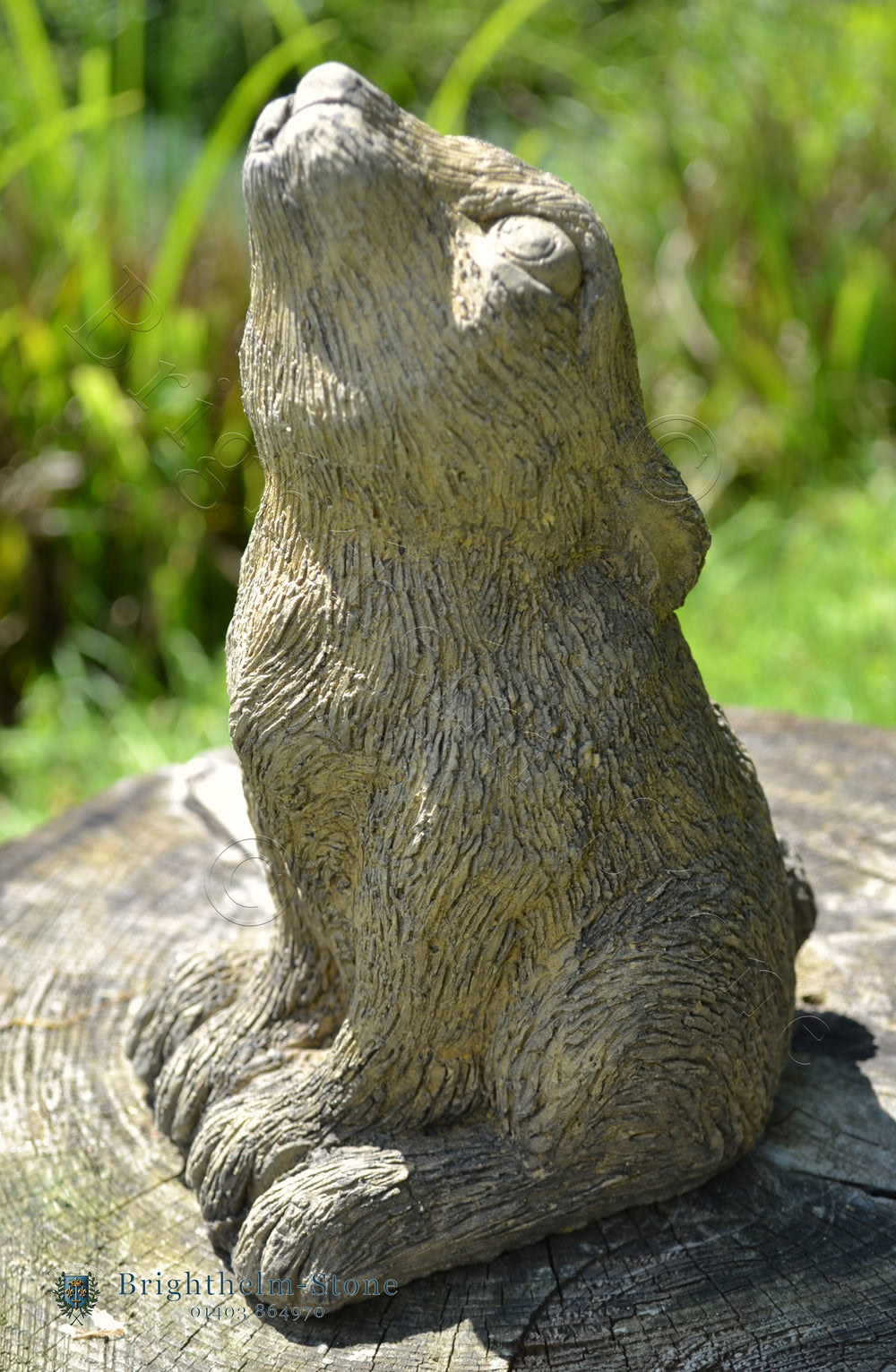 Baby Moon Gazing Hare