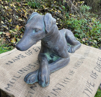 Belle Whippet Dog