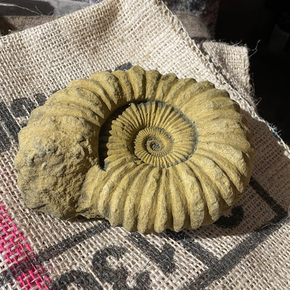 Chunky Ammonite fossil