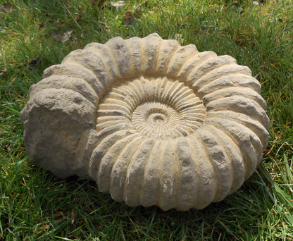Chunky Ammonite fossil