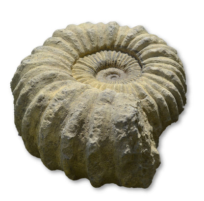 Chunky Ammonite fossil