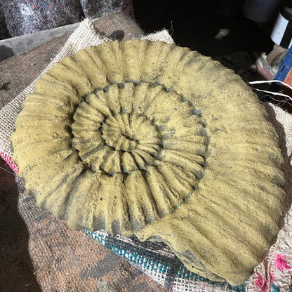 Lg Ammonite