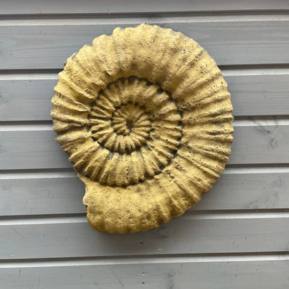 Lg Ammonite