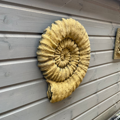 Lg Ammonite