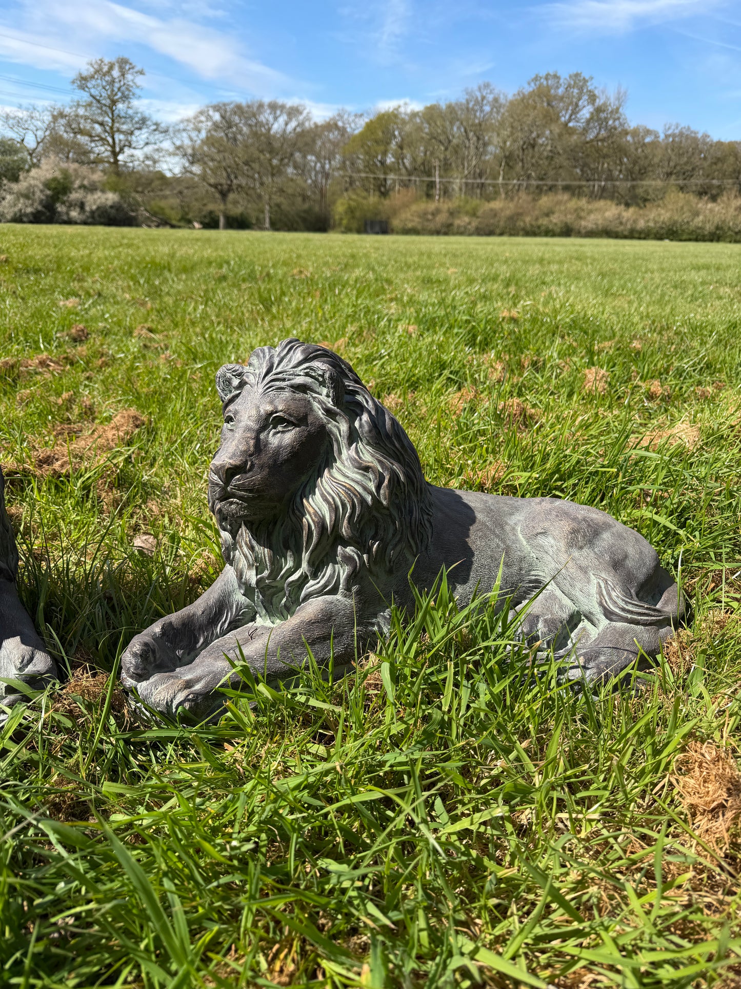 Majestic Lions Pair