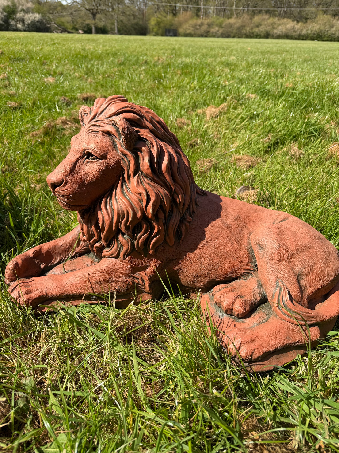 Majestic Lions Pair