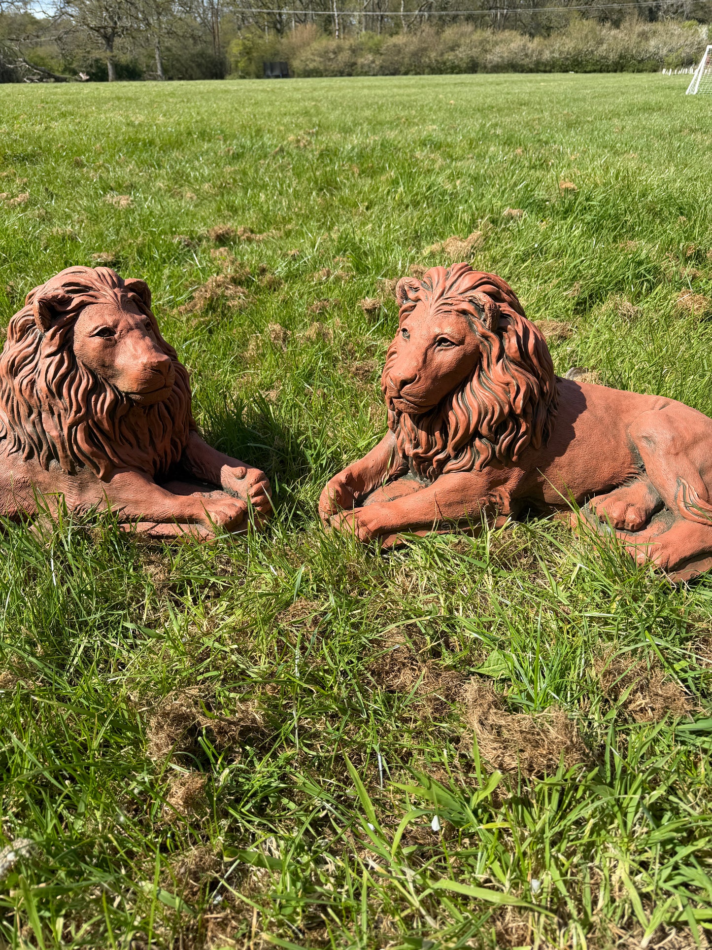 Majestic Lions Pair