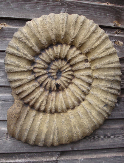 Lg Ammonite