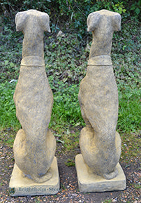 Sheamus Whippet Pair of Dogs