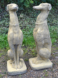 Sheamus Whippet Pair of Dogs