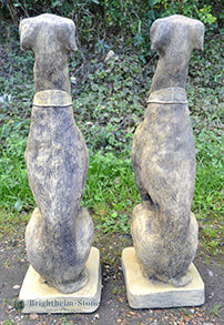 Sheamus Whippet Pair of Dogs