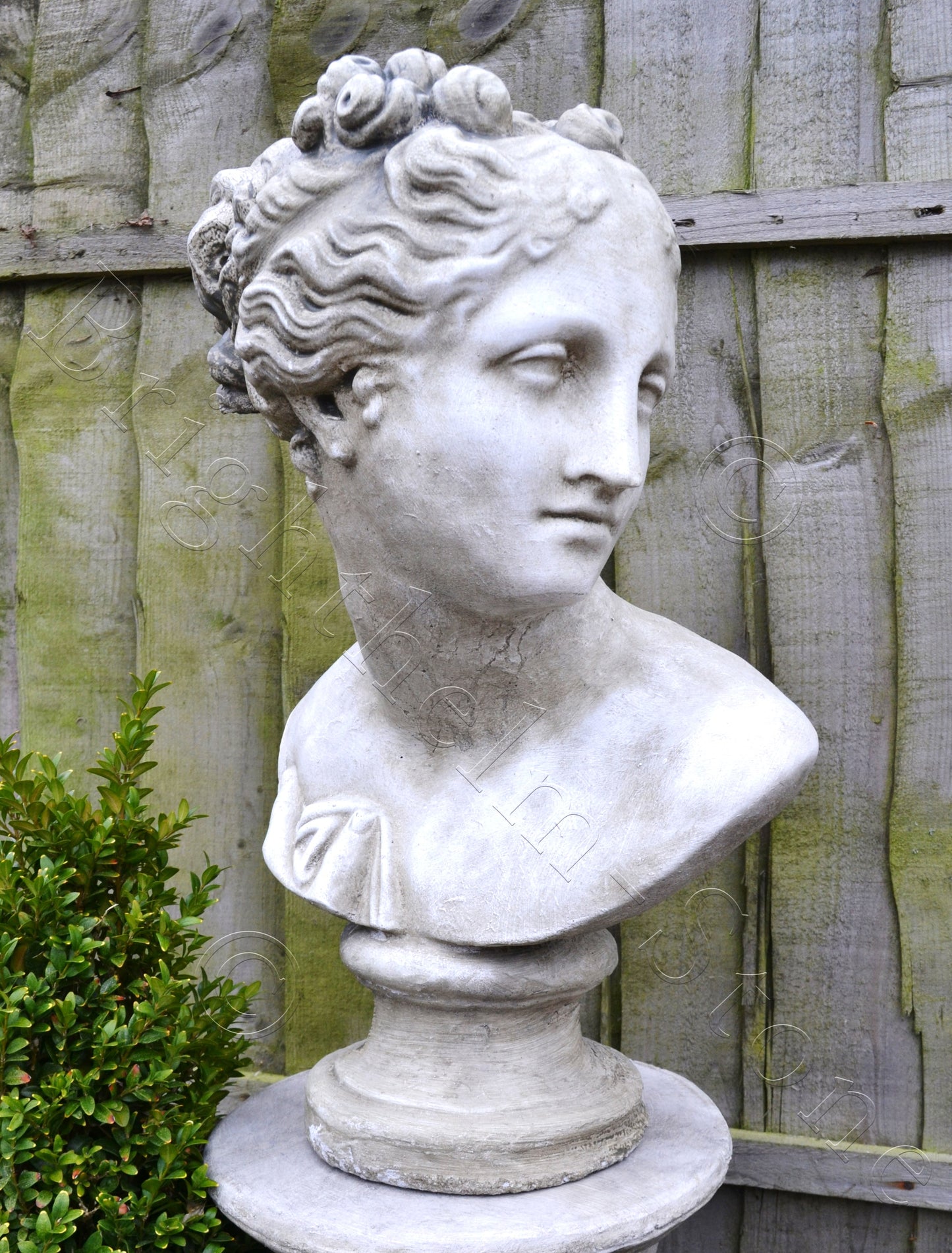 Aphrodite Bust