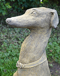 Sheamus Whippet Pair of Dogs