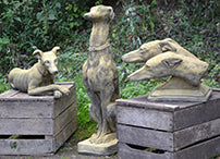 Sheamus Whippet Pair of Dogs