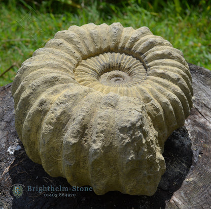 Chunky Ammonite fossil