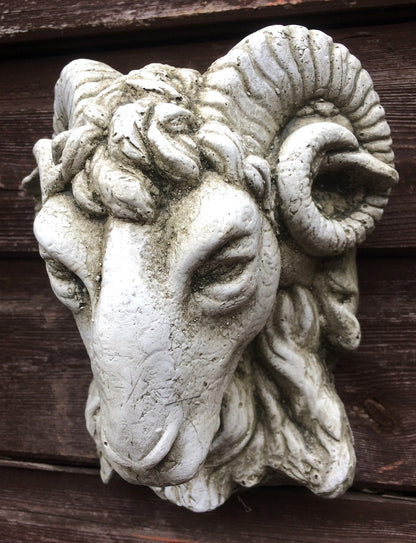 Small Rams Head